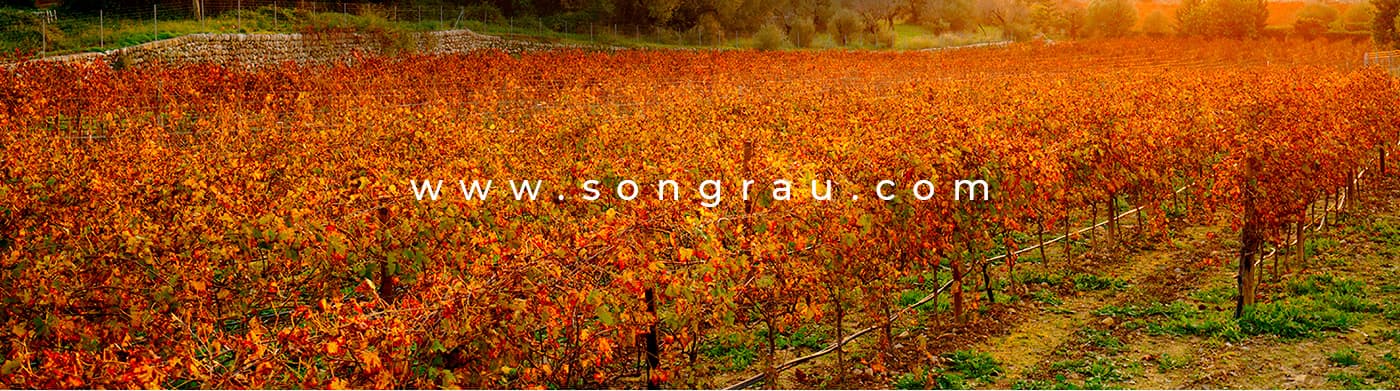 Vineyard with autumn leaves in orange tones and the songrau.com url overlaid