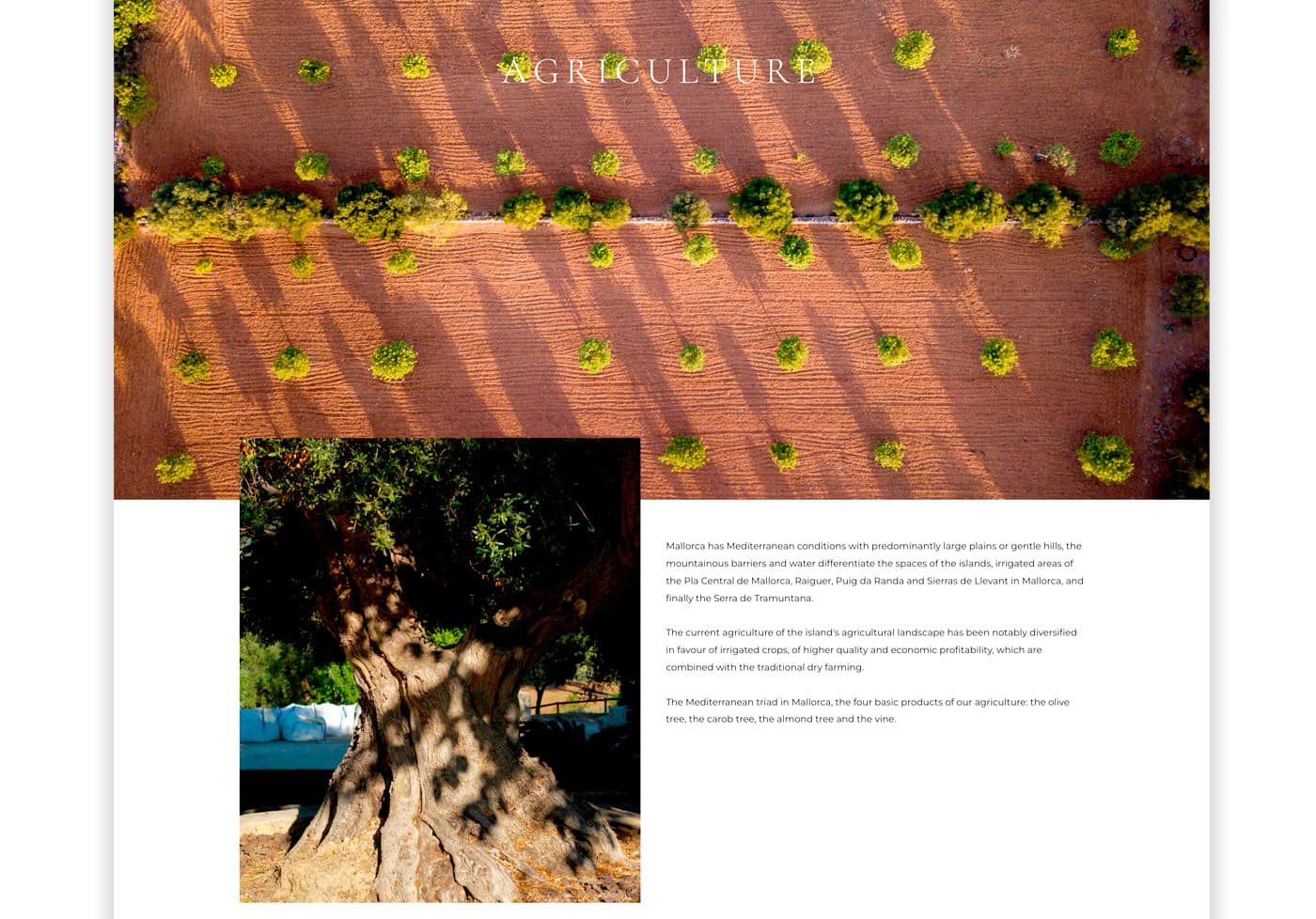 Agriculture page with an aerial view of an olive grove and a detail of a trunk