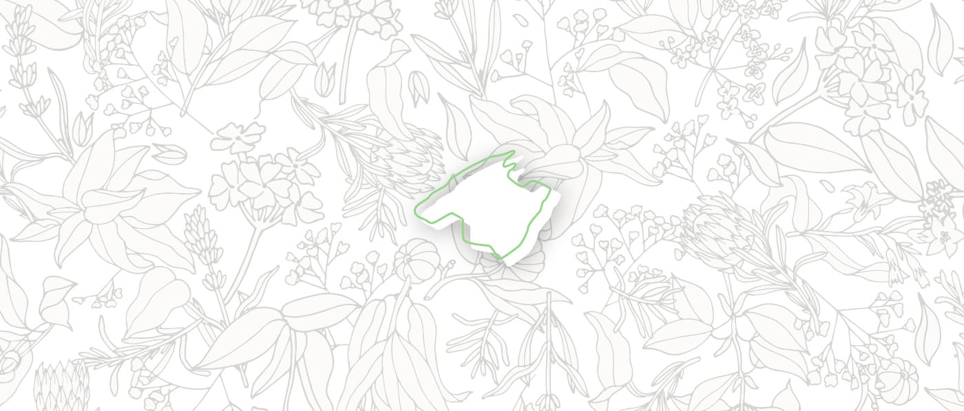Adhesive die-cut with the logotype's outline over a botanical illustration background
