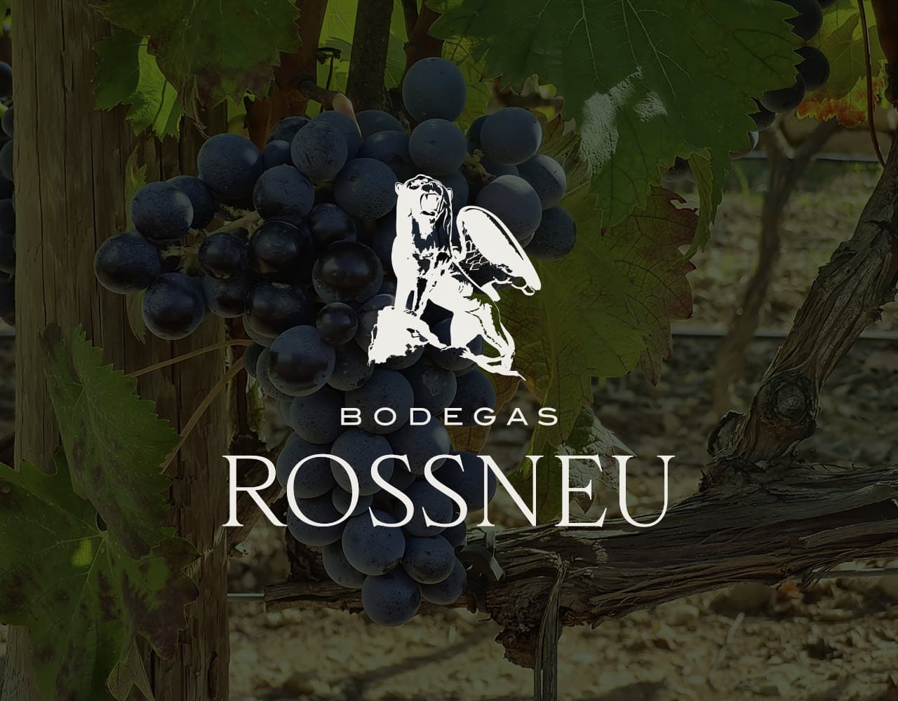 Diseño web para Bodegas Rossneu, vinos ecológicos en el corazón de Mallorca